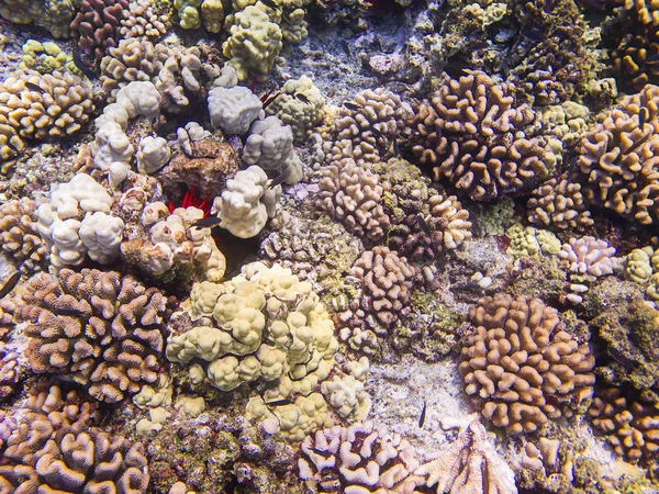 Тихоокеанський риф — стокове фото