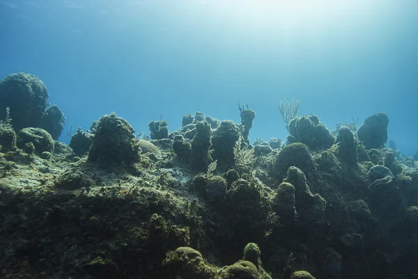 Parede de coral — Fotografia de Stock