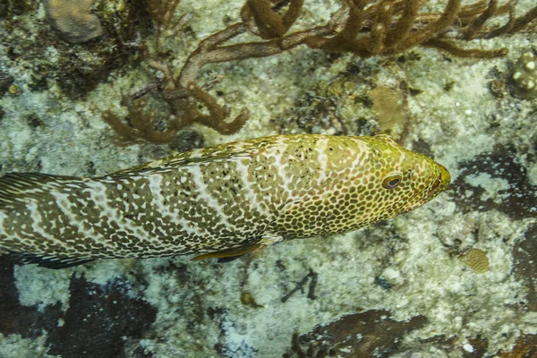 Goliath grouper — Stockfoto