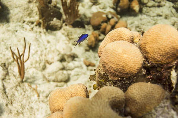 Creole wrasse — Stock Photo, Image