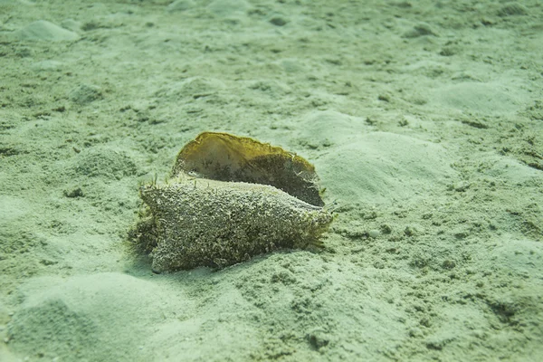 Kleine Fische in einer Muschel — Stockfoto