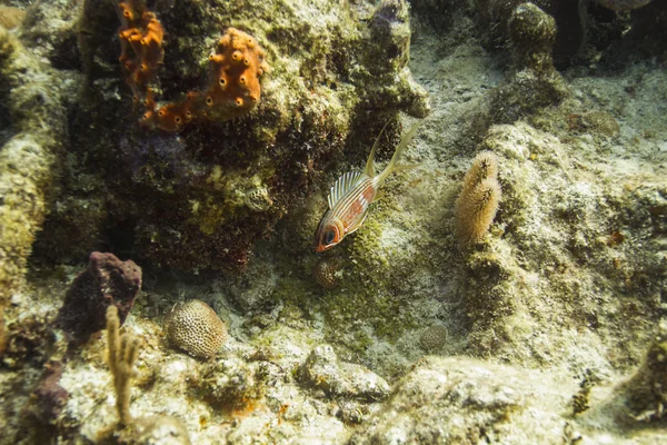 Pesce scoiattolo spinale — Foto Stock