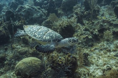Tüyler ürpertici turtle