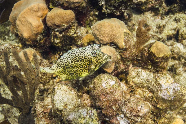 Стільникові cowfish — стокове фото