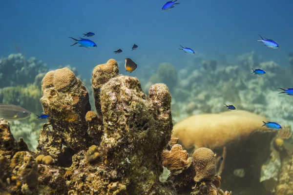 Kleine Fischkolonie — Stockfoto