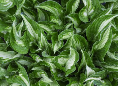 Bırakın ve damlacık