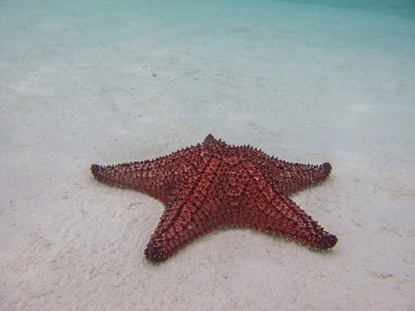 Deniz yıldızı