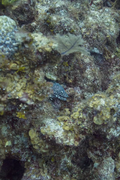 Плямистий регіоні moray — стокове фото