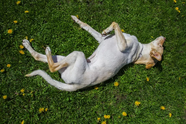 Rollen im Gras — Stockfoto