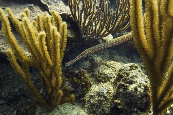 大西洋 trumpetfish — ストック写真