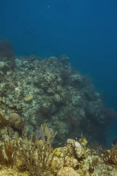 Глубокий риф — стоковое фото