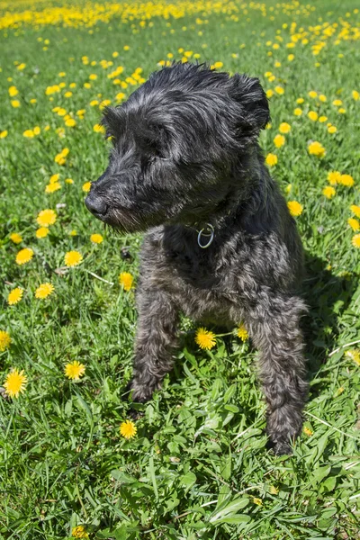 Little schnauzer in dandelion — Stock Photo, Image