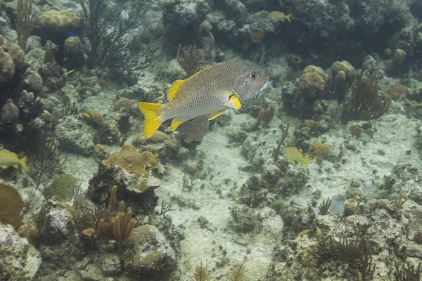 Pesce maestro di scuola — Foto Stock