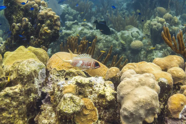 Longspine squirrelfish — Stock Photo, Image