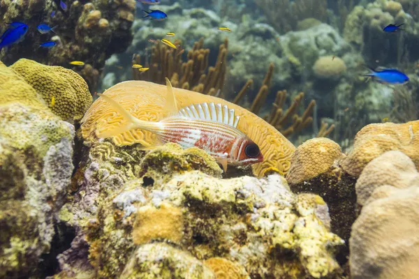 Pesce scoiattolo spinale — Foto Stock