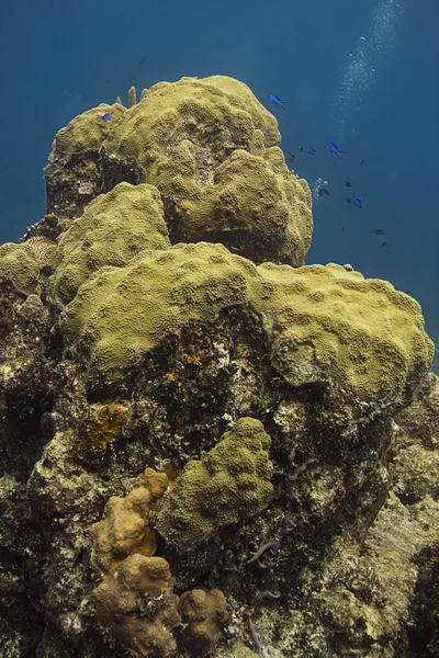 Montaña de coral — Foto de Stock