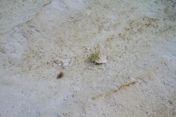 Alga bajo una roca —  Fotos de Stock