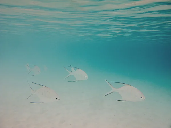 Peixe palometa — Fotografia de Stock