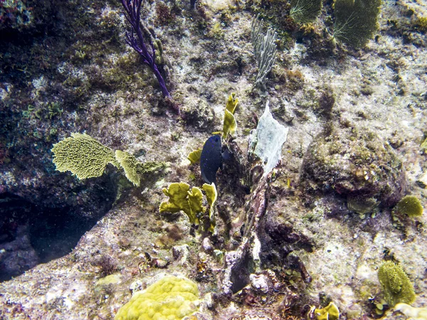 옐로우 테일 damselfish — 스톡 사진