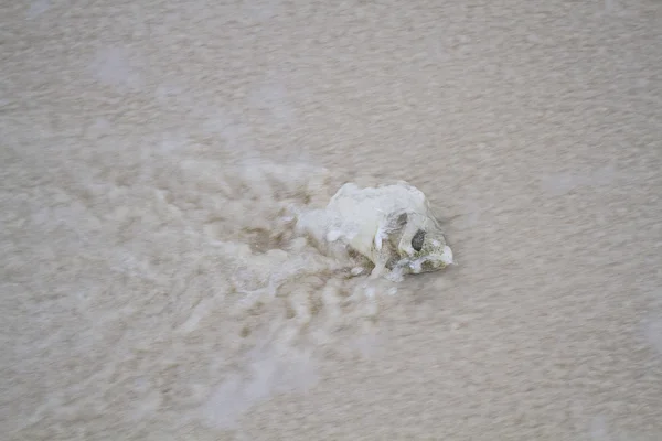 Wassen van de Zeeschelp — Stockfoto