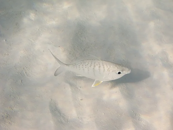 Fisch über Sand — Stockfoto