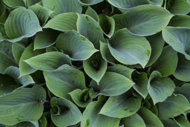 Yeşil yaprak dokusu