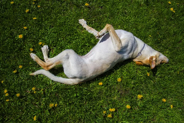 Rollen im Löwenzahn — Stockfoto