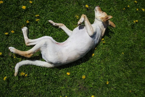 Rolling cucciolo — Foto Stock