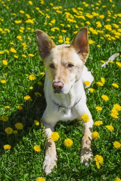 犬の肖像画 — ストック写真