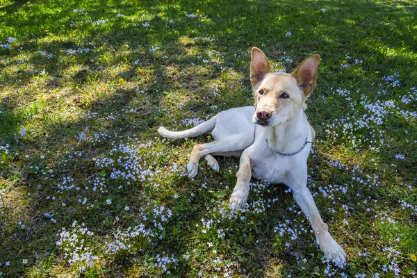 Dog in meadow — Stock Photo, Image