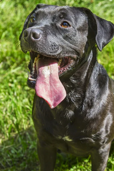 Happy puppy — Stock Photo, Image