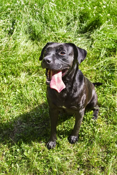 大きな黒犬 — ストック写真