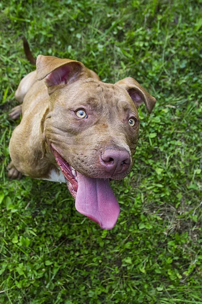 Cute pitbull — Stock Photo, Image