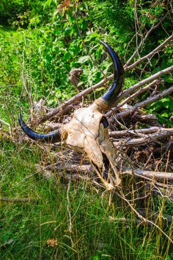 Çayırda kurumuş bir dalın üzerinde yatan inek kafatası
