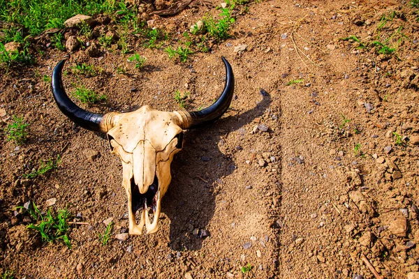 Toprak Bir Yolun Ortasında Yatan Boğa Kafatası — Stok fotoğraf
