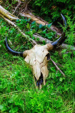 Yeşil çimlerin üzerinde duran dekoratif boğa kafatası