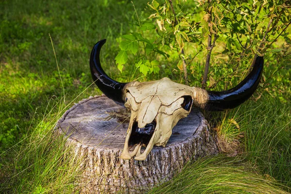 Cow Skull Laying Top Tree Stump — Zdjęcie stockowe