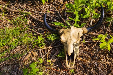 Decorative cow skull laying on top of dry branches with green plant growing from the bottom