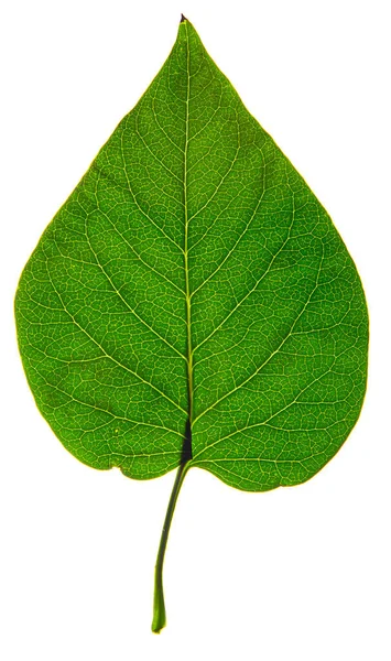 Close Isolated Green Lilac Leaf — Zdjęcie stockowe