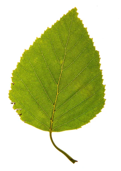 Κοντινό Πλάνο Ενός Απομονωμένου Πράσινου Φύλλου Αμπέλου — Φωτογραφία Αρχείου