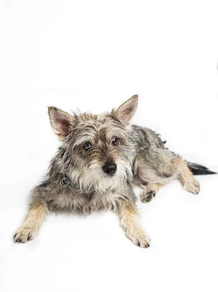 Minature Schnauzer Mixte Isolated White Background Laying Looking — Stock Fotó