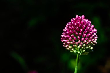 Micro shot of a Round-headed leek