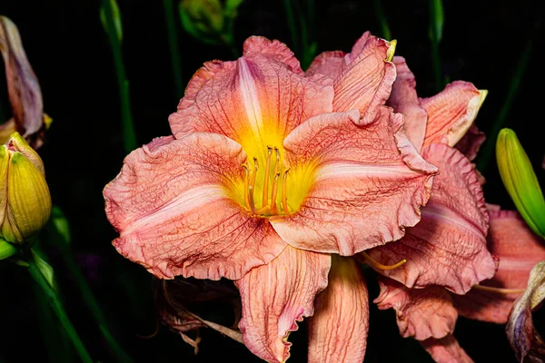 Macro Shot Dying Orange Daylily — Stock Fotó