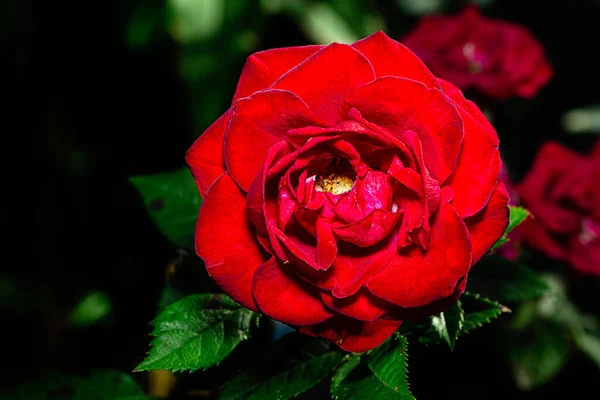 Macro Shot Bengal Rose — Stockfoto