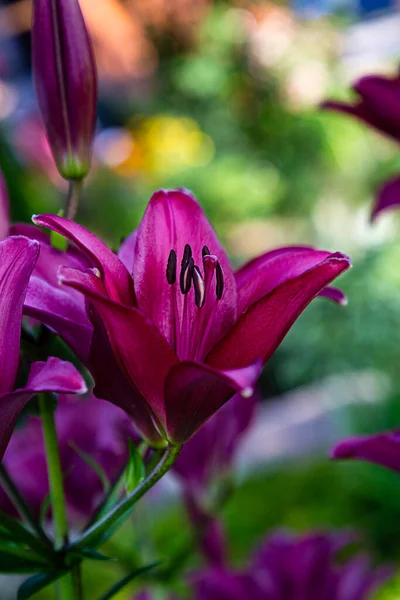 Közel Csokor Fekete Liliom Virág — Stock Fotó