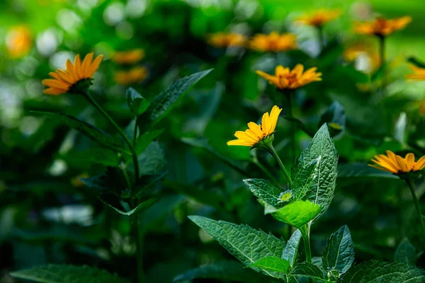 Close Field Ten Petaled Sunflower — Stock Photo, Image