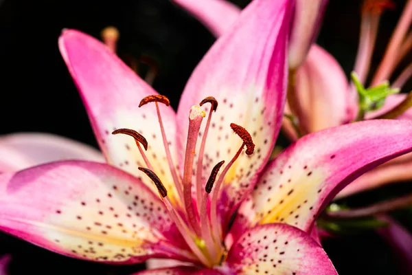 Close Uma Flor Lírio Stargaze — Fotografia de Stock