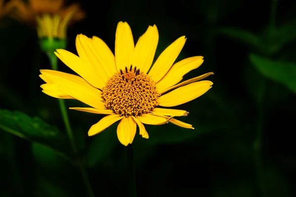 Close Helianthus Decapetalus Flower — Stock Photo, Image