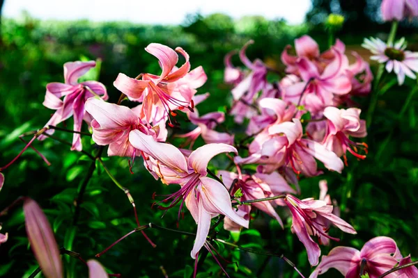 Pole Hvězdné Lilie Kvetoucí Zahradě — Stock fotografie
