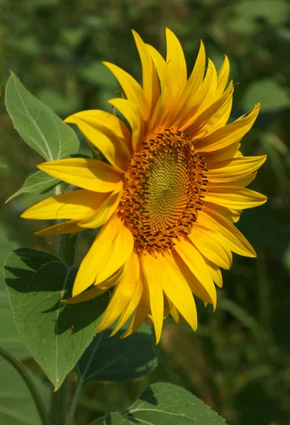 Girasoles —  Fotos de Stock